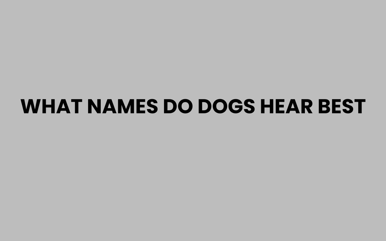what names do dogs hear best
