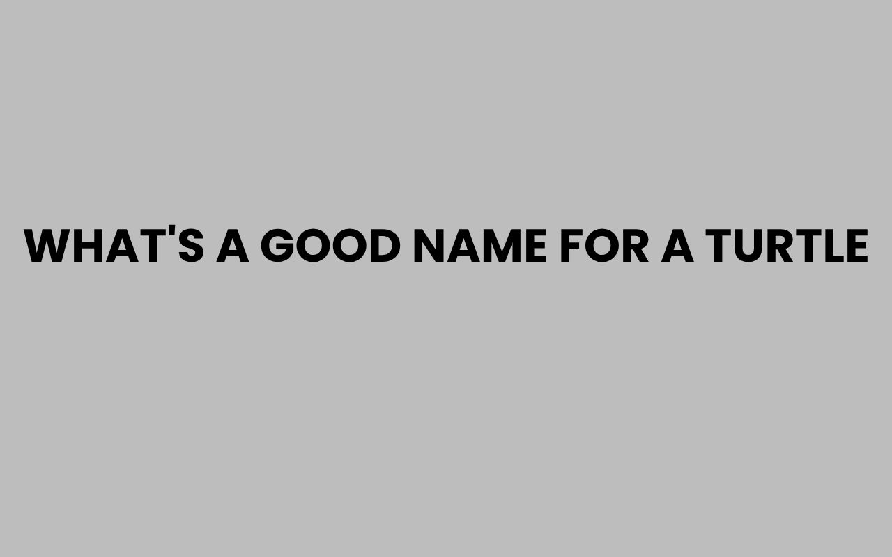 whats a good name for a turtle