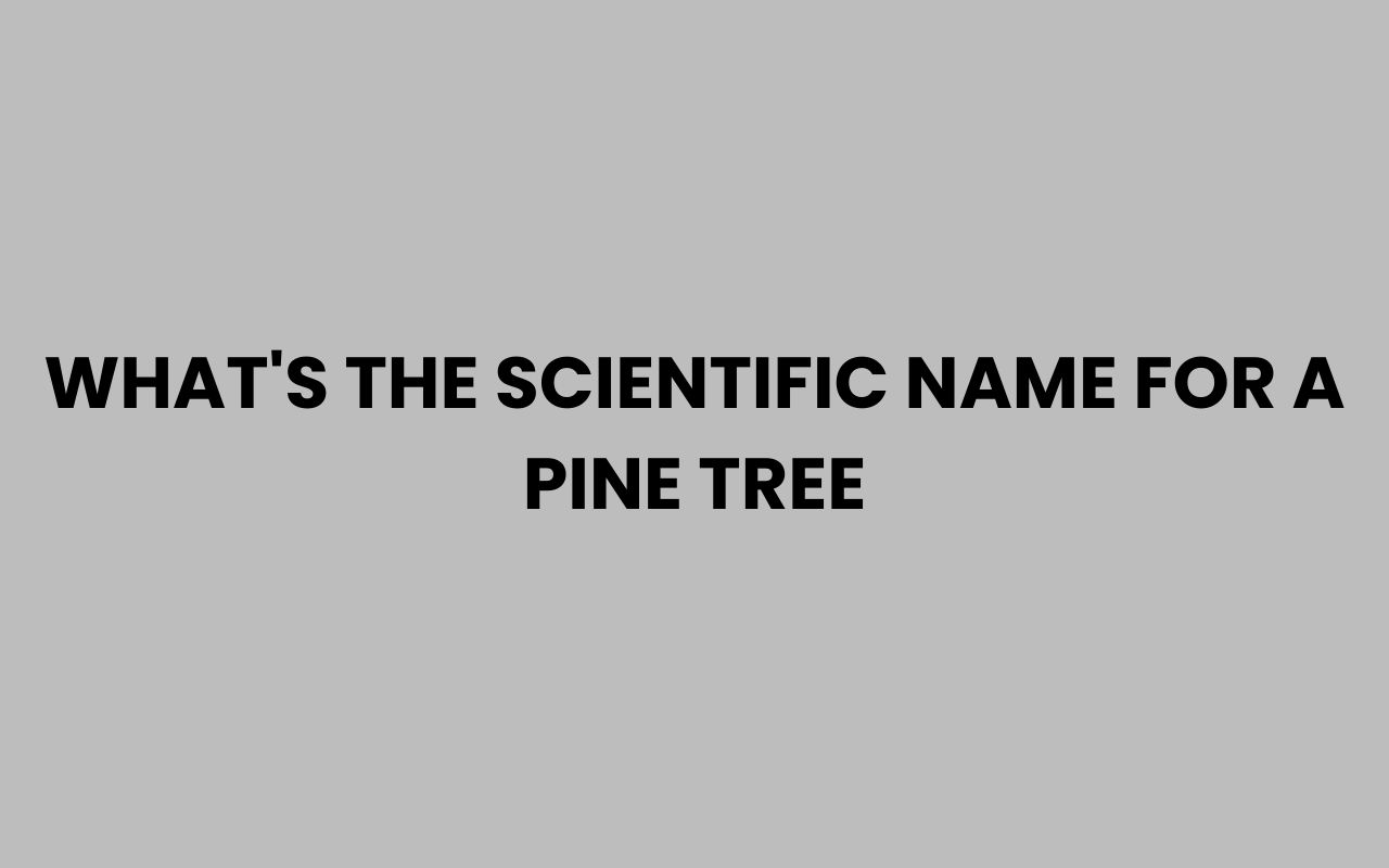 whats the scientific name for a pine tree