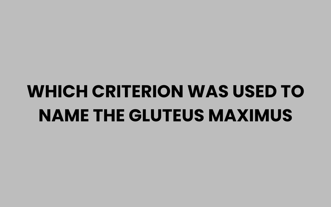 which criterion was used to name the gluteus