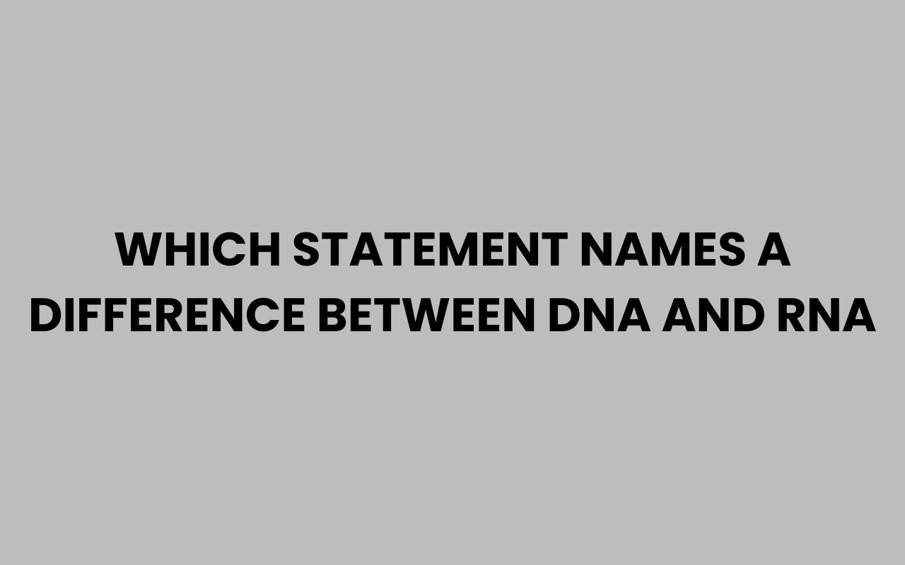 which statement names a difference between dna and rna